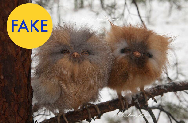 Illustration for article titled 9 More Viral Photos That Are Totally Fake